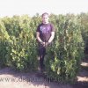 Туя западная